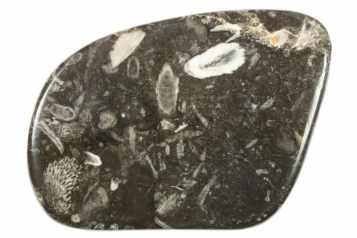 Polished Devonian Fossil Coral and Bryozoan Plate - Morocco #273118